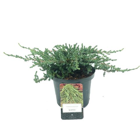 Juniperus communis 'Ristol'