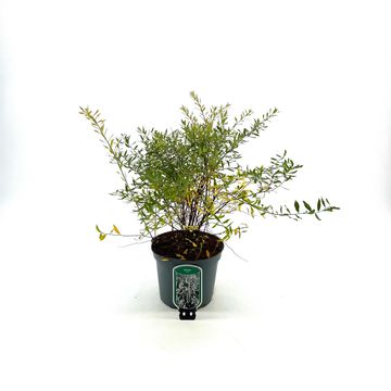 Spiraea x arguta