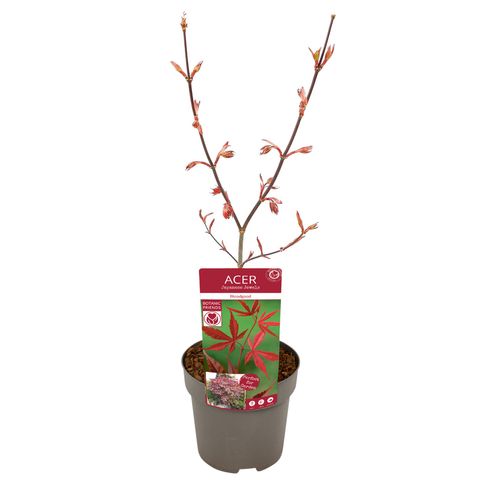 Acer palmatum 'Бладгуд'