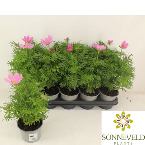 Cosmos bipinnatus 'Casanova Pink'