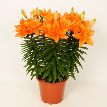 Lilium 'Tiny Double Dutch'