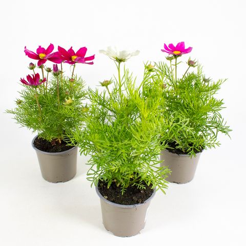 Cosmos bipinnatus SONATA MIX