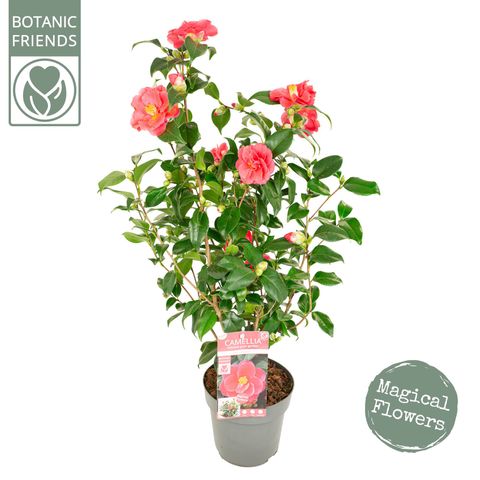 Camellia reticulata 'Mary Williams'