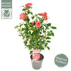 Camellia reticulata 'Mary Williams'