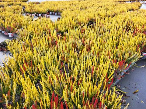 Calluna vulgaris 'Farbentraum Sunset Line'