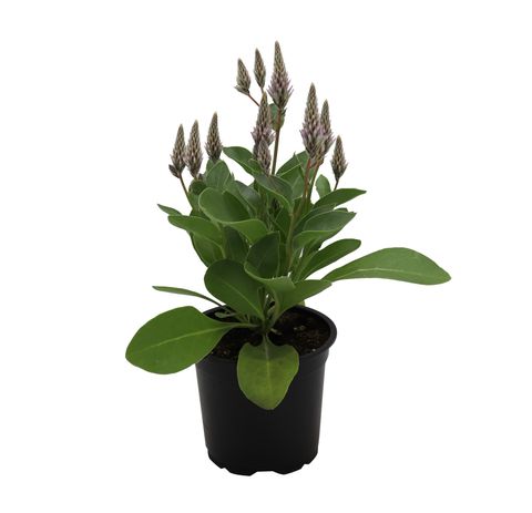 Ptilotus exaltatus 'Joey'