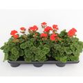Pelargonium TOSCANA RONJA