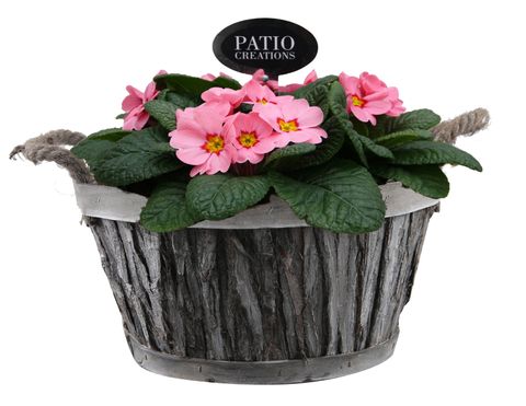 Composizione Primula