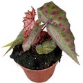 Begonia amphioxus x malachosticta