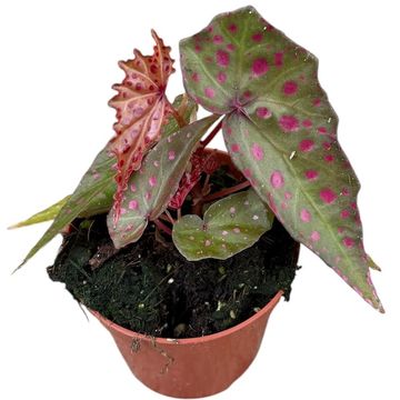 Begonia amphioxus x malachosticta