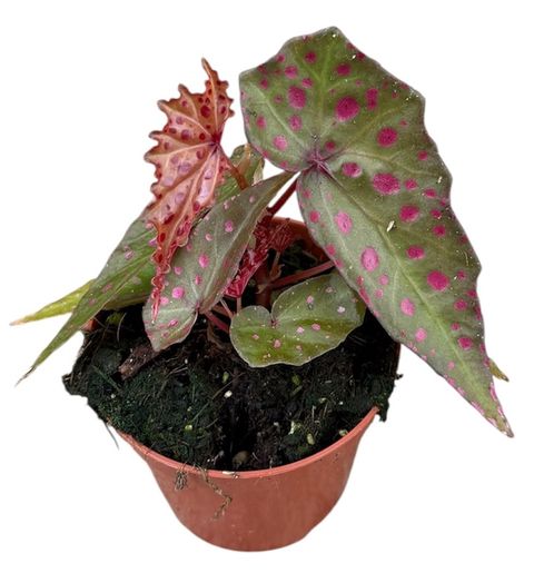 Begonia amphioxus x malachosticta