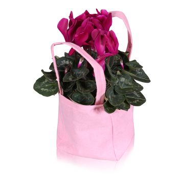 Cyclamen persicum SUPER SERIE S ALLURE MIX