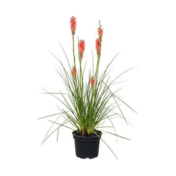 Kniphofia 'Redhot Popsicle'