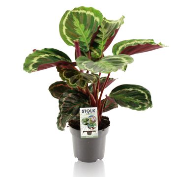 Calathea 'Medallion'