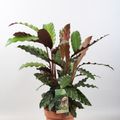 Calathea rufibarba