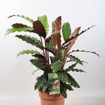 Calathea rufibarba