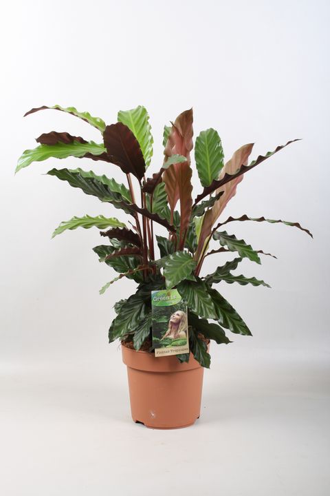 Calathea rufibarba