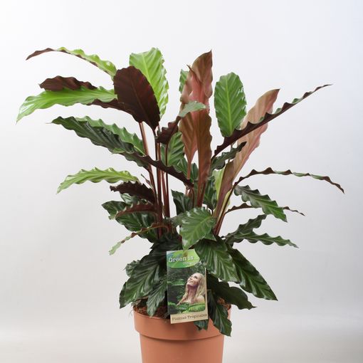 Calathea rufibarba