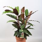 Calathea rufibarba