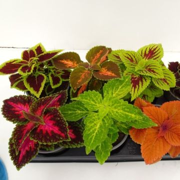 Coleus BLUMEI MIX