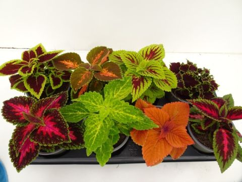Coleus BLUMEI MIX