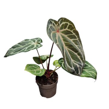 Anthurium DocBlock Michelle® '11' X Michelle® '1'