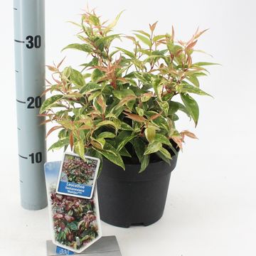 Leucothoe fontanesiana 'Makijaz'