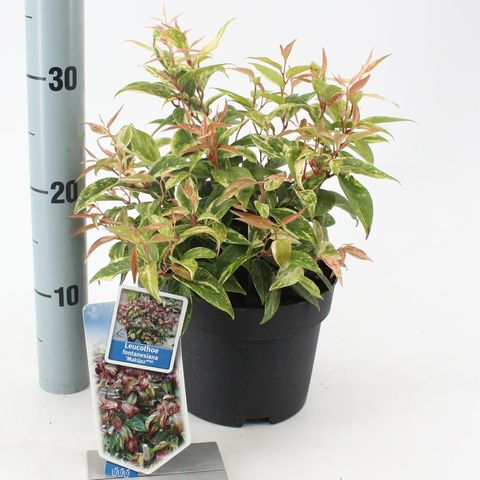 Leucothoe fontanesiana 'Makijaz' (About Plants Zundert)