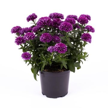 Aster BORDEAUX REGENT