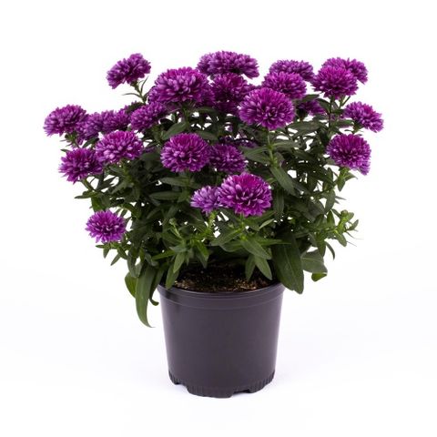 Aster BORDEAUX REGENT