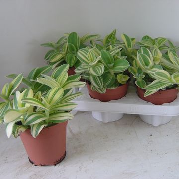 Tradescantia sillamontana 'Variegata'
