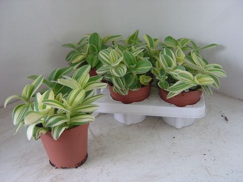 Tradescantia sillamontana 'Variegata'