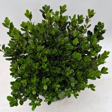 Rhododendron GEISHA PURPLE (AJ)