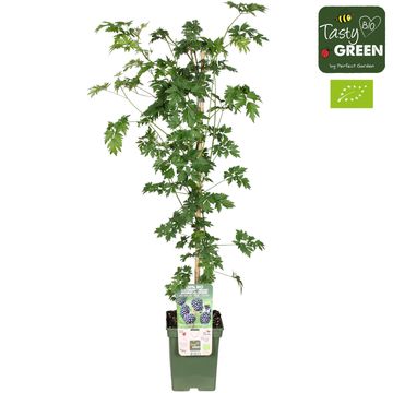 Rubus fruticosus 'Thornless Evergreen'