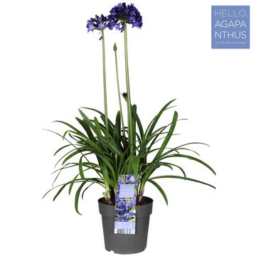 Agapanthus EVERPANTHUS MIDNIGHT SKY