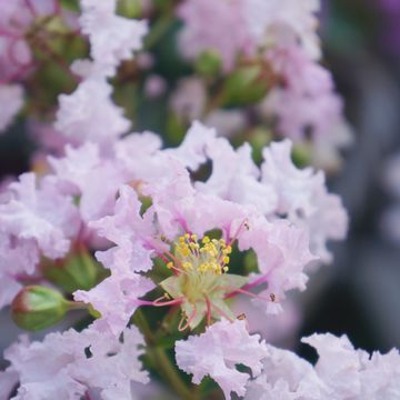 Lagerstroemia indica WITH LOVE BABE