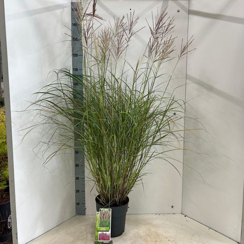 Miscanthus sinensis 'Red Chief'