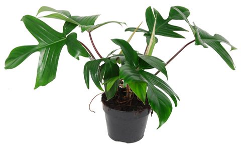 Filodendro FLORIDA GREEN