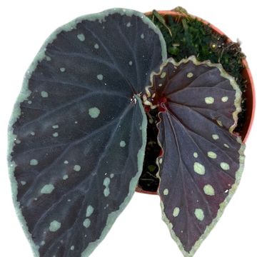 Begonia 'Firefly'