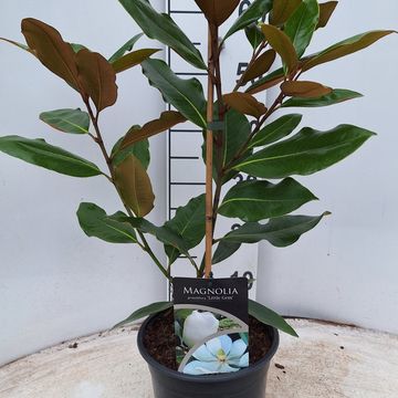 Magnolia grandiflora 'Литл Джем'