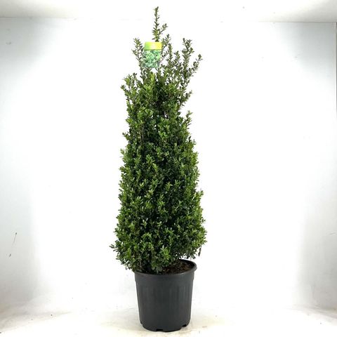 Ilex crenata 'Caroline Upright'