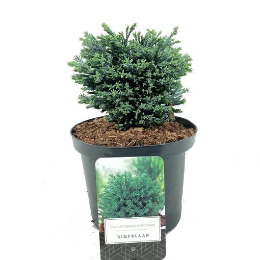 Chamaecyparis lawsoniana 'Rimpelaar'