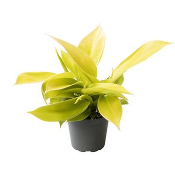 Philodendron pedatum 'Moonshine'