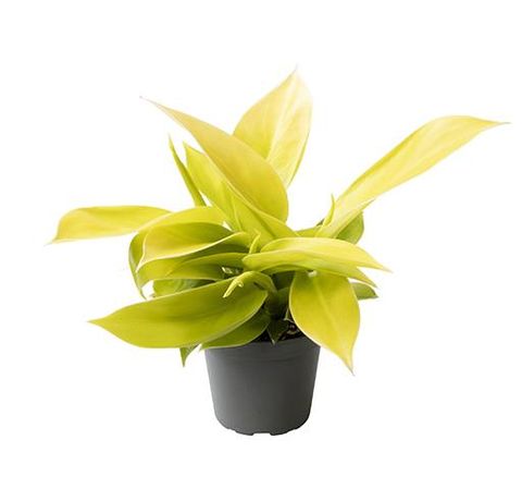 Philodendron pedatum 'Moonshine'