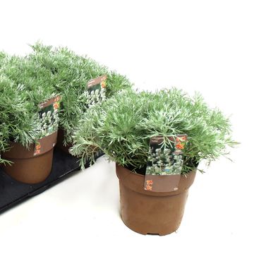 Artemisia schmidtiana 'Nana'