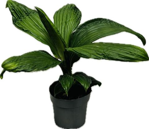 Carludovica 'Jungle Drum'