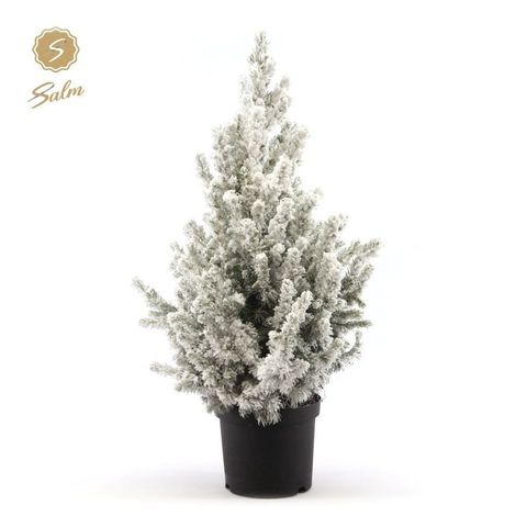 Picea glauca DECEMBER