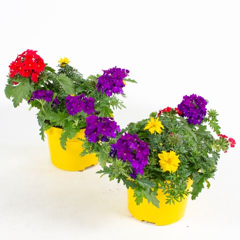 Bedding plants MIX IN POT