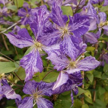 Clematis 'Tie Dye' (LL)