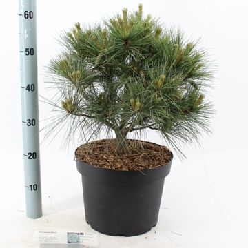 Pinus strobus 'Radiata'